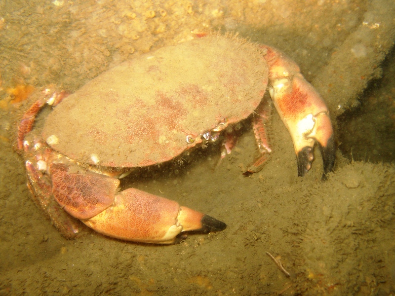 big brown crab.jpg